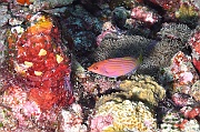 Pseudocheilinus hexataenia Labre a six bandes-Maldives Fish Head-22m-20240423-da-DSC_6150_tn